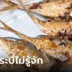 สิงคโปร์ไฟเขียวขาย “เนื้อไก่เพาะเลี้ยง” ประเทศแรกในโลก